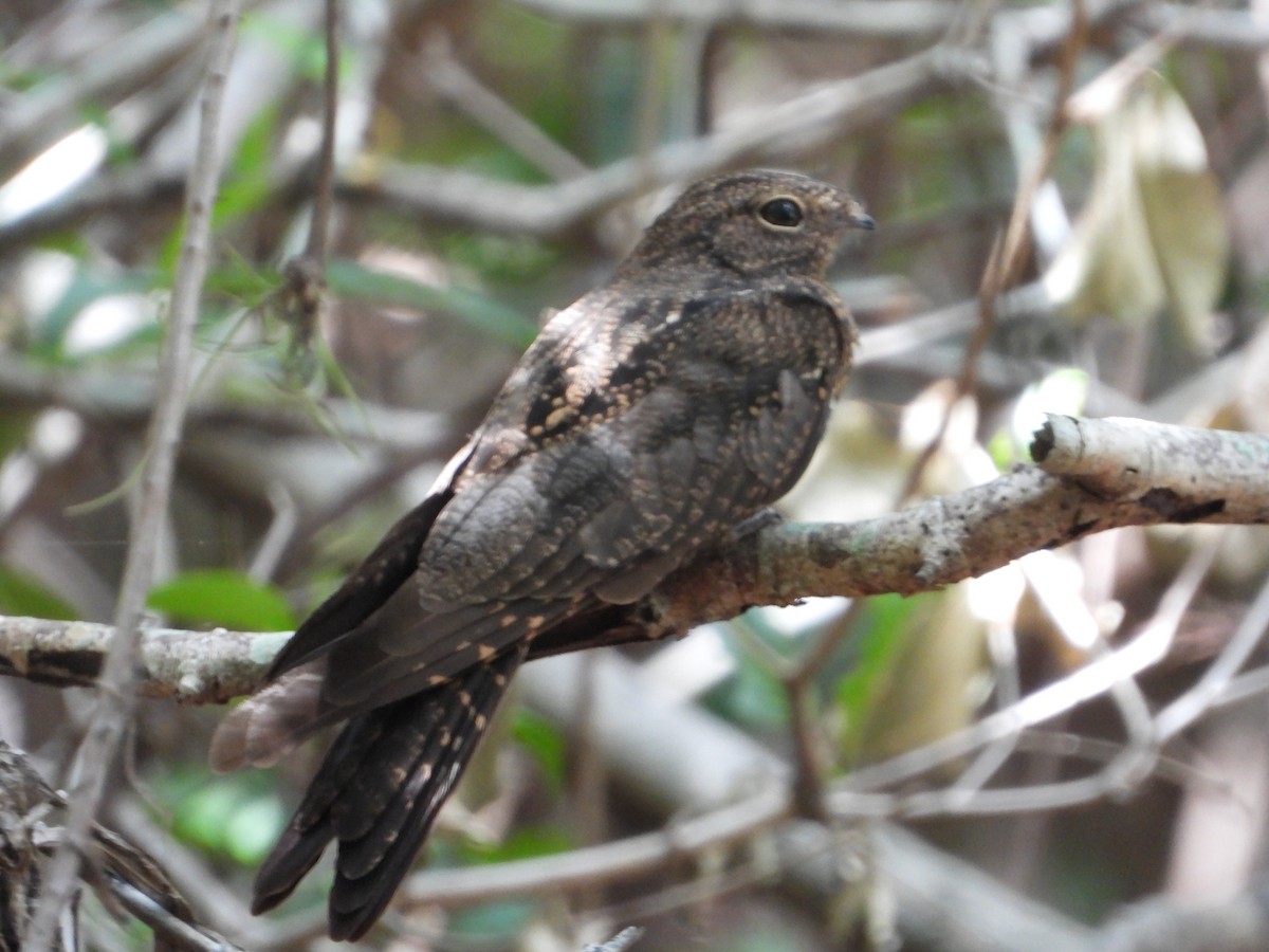 Band-tailed Nighthawk - Rogerio Eduardo  Almeida Barboza