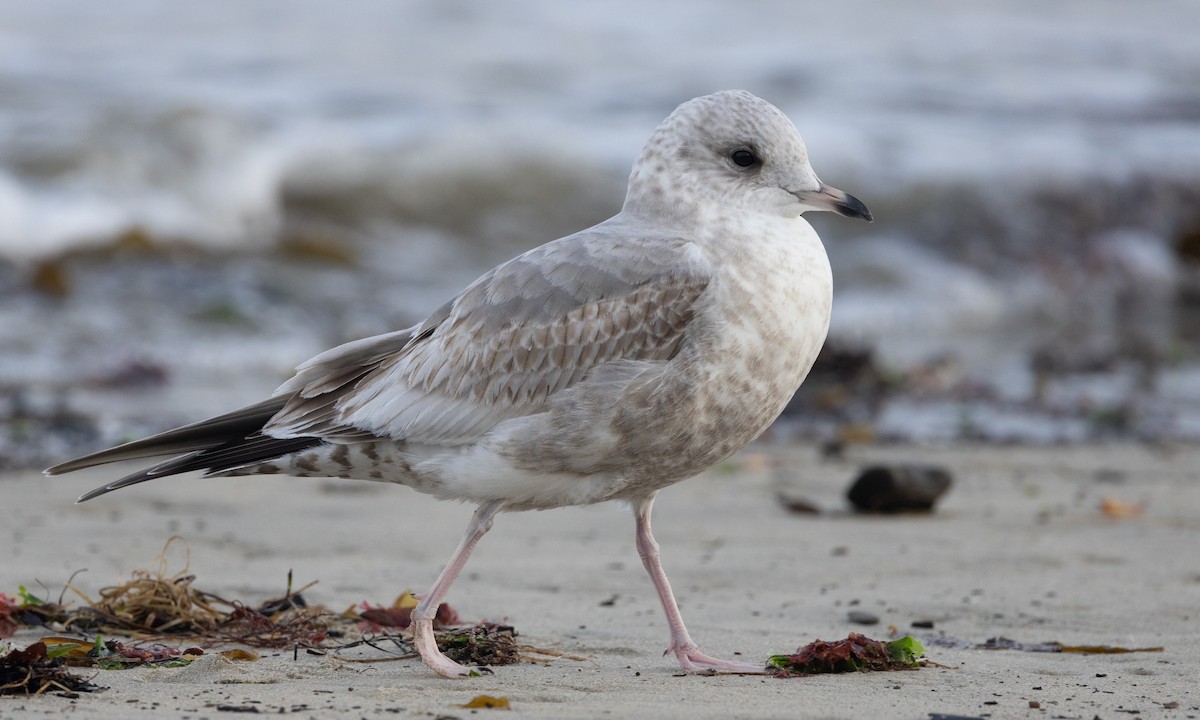 Short-billed Gull - ML614787516