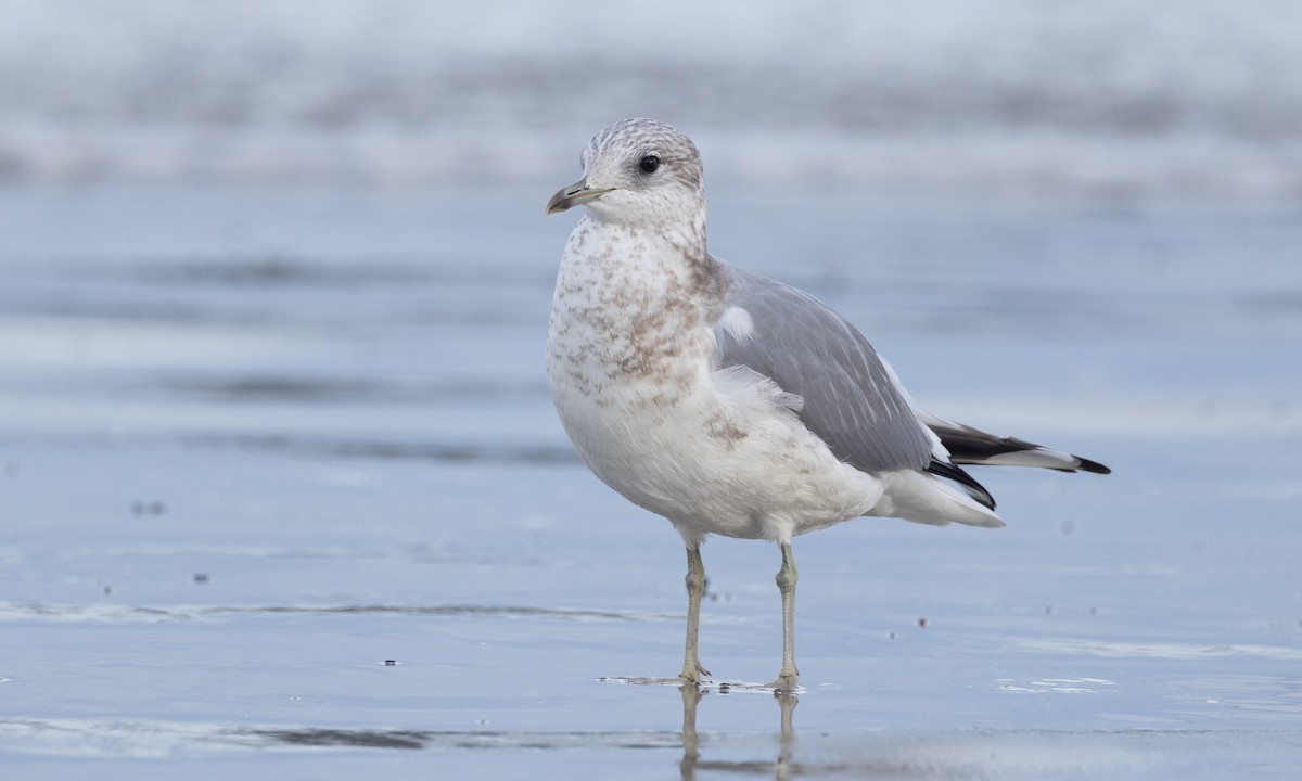 Short-billed Gull - ML614787519