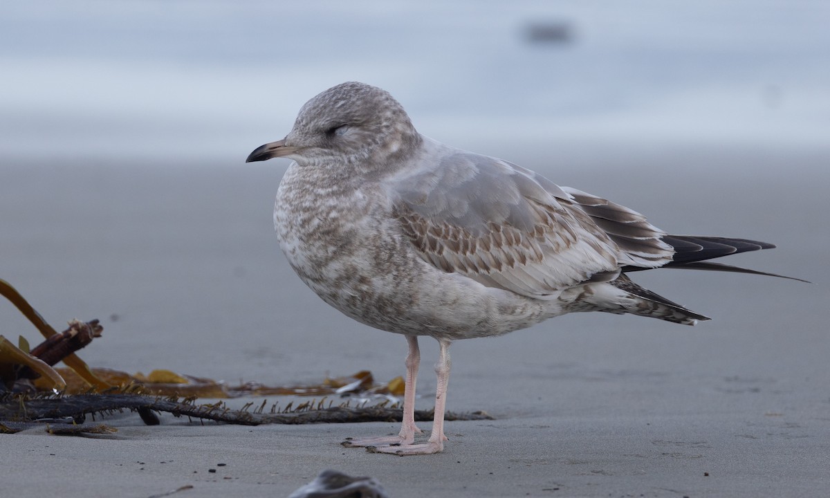 Short-billed Gull - ML614787520