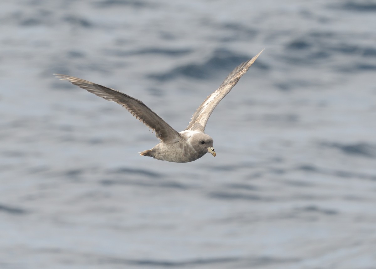 Northern Fulmar - ML614787571