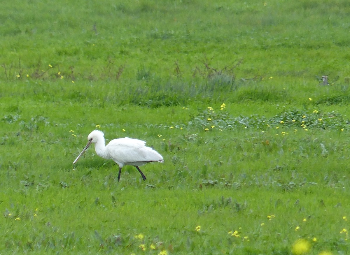 Eurasian Spoonbill - Carmen PA