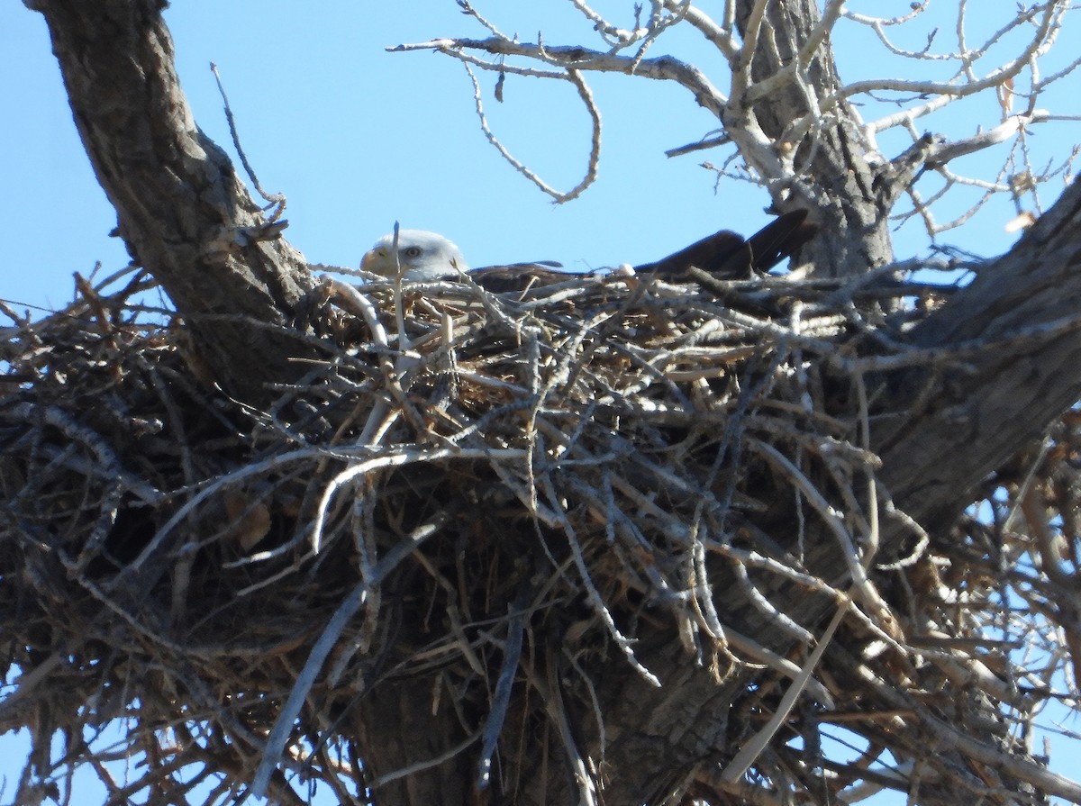 Bald Eagle - ML614787643