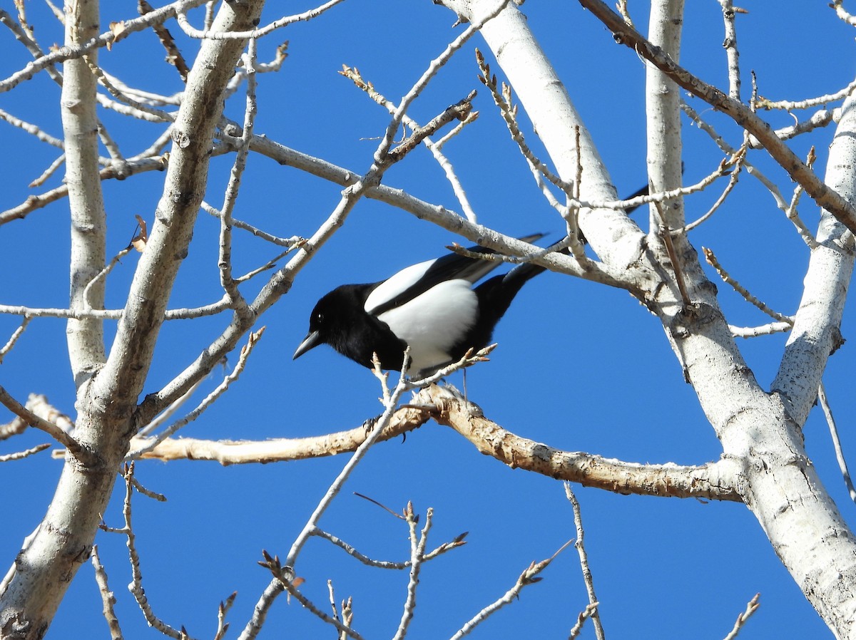 Black-billed Magpie - ML614787668