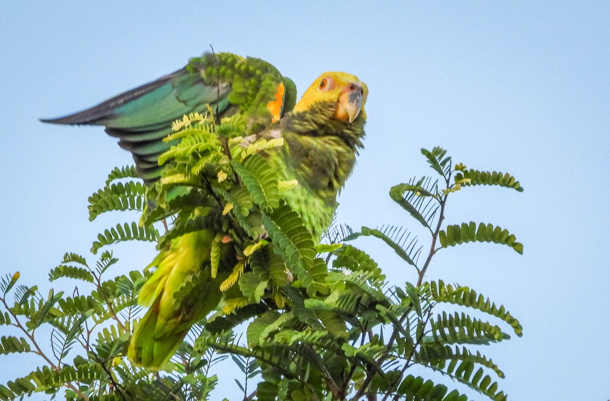 ワキアカボウシインコ - ML614787678