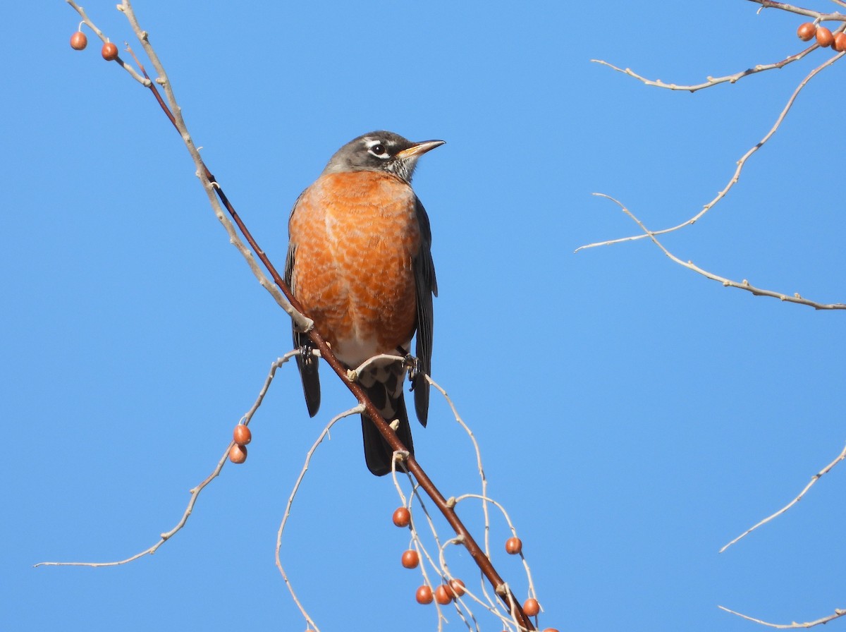 American Robin - ML614787695