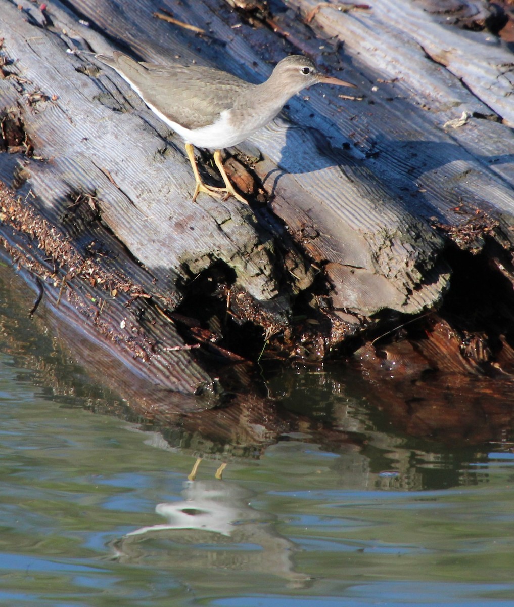 Spotted Sandpiper - Stephen Price