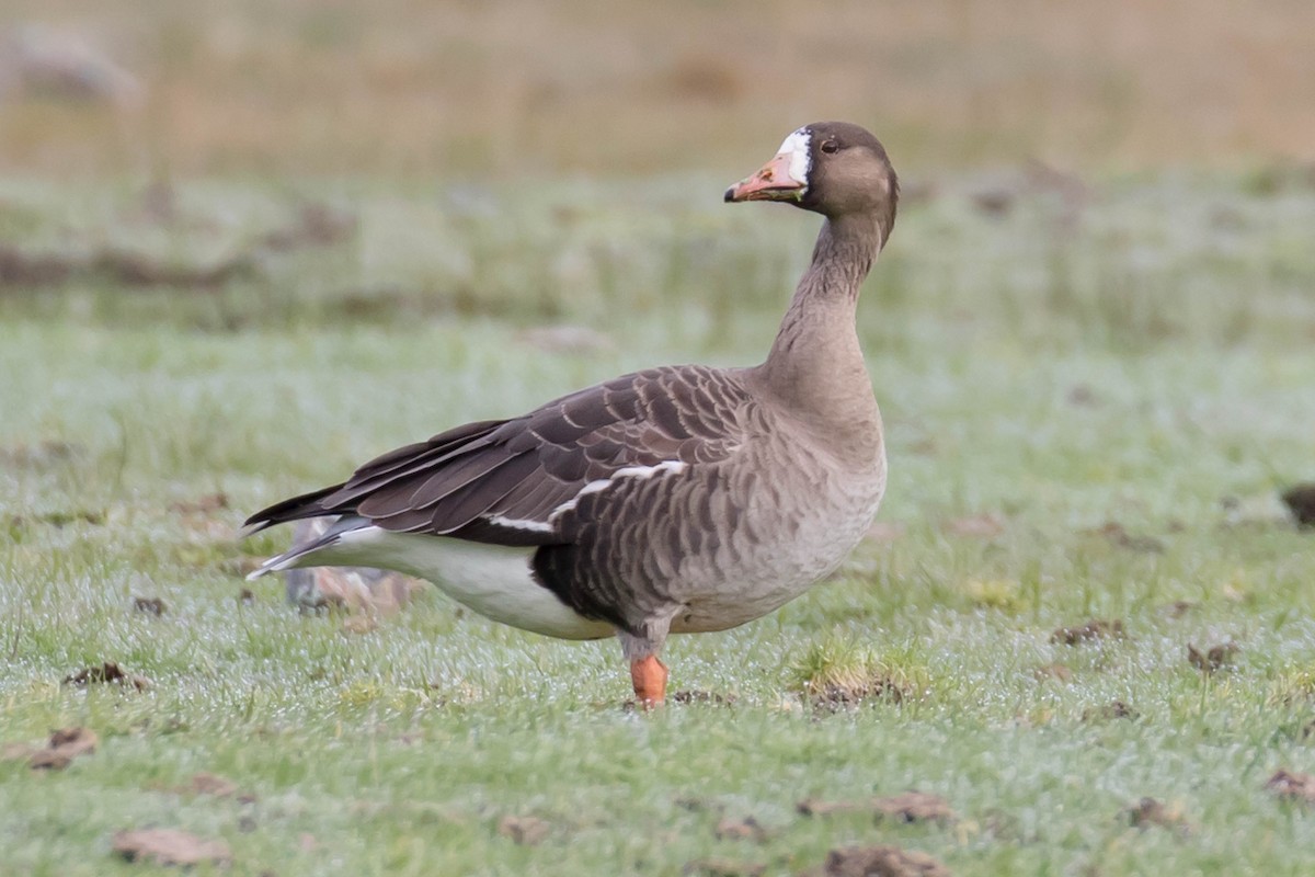 Greater White-fronted Goose - ML614787796