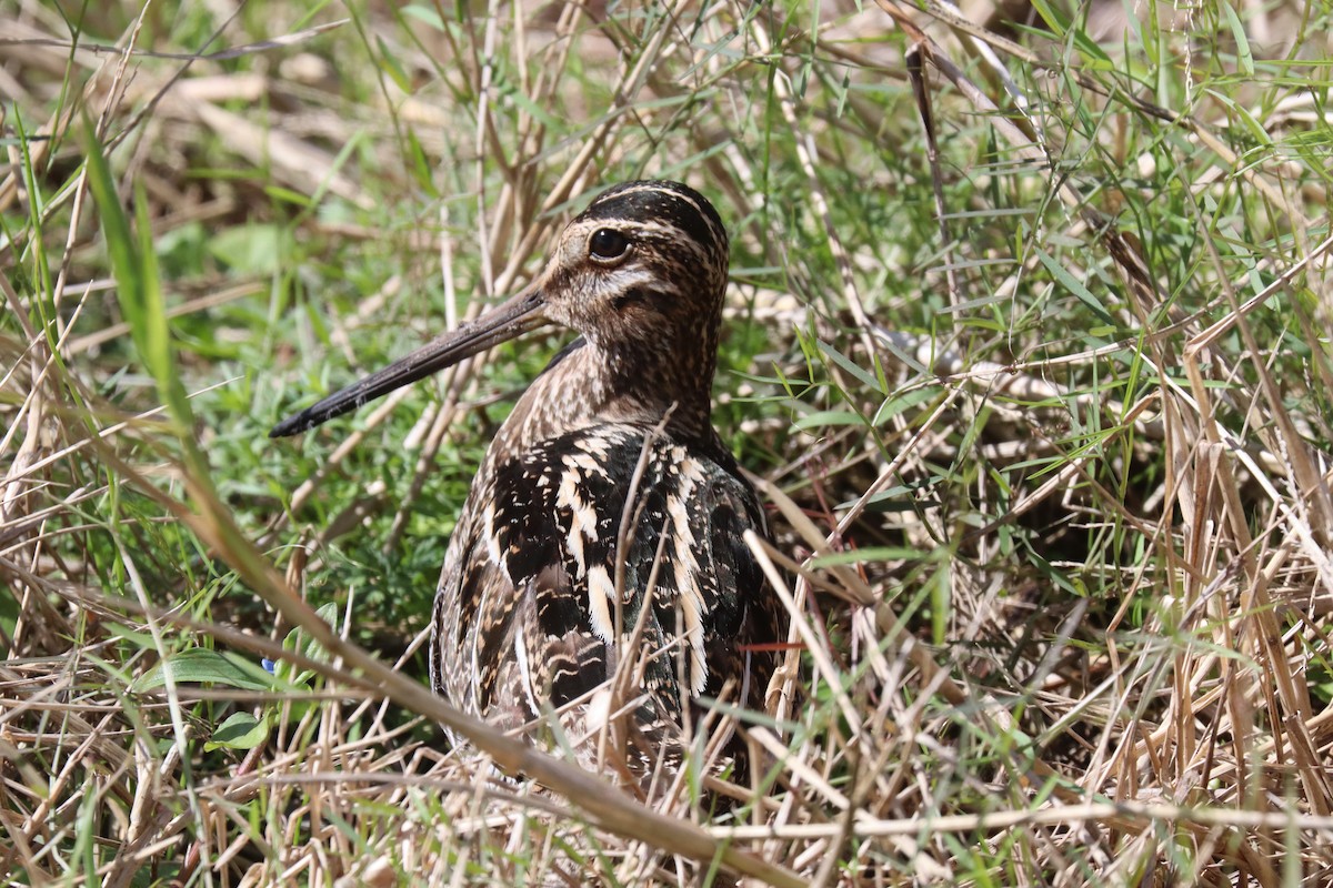 Wilson's Snipe - Lloyd Davis