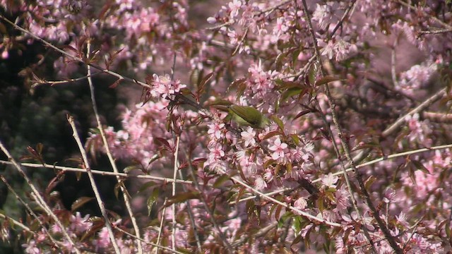 Green-tailed Sunbird - ML614787860