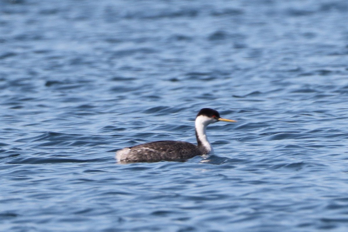 Western Grebe - ML614787895