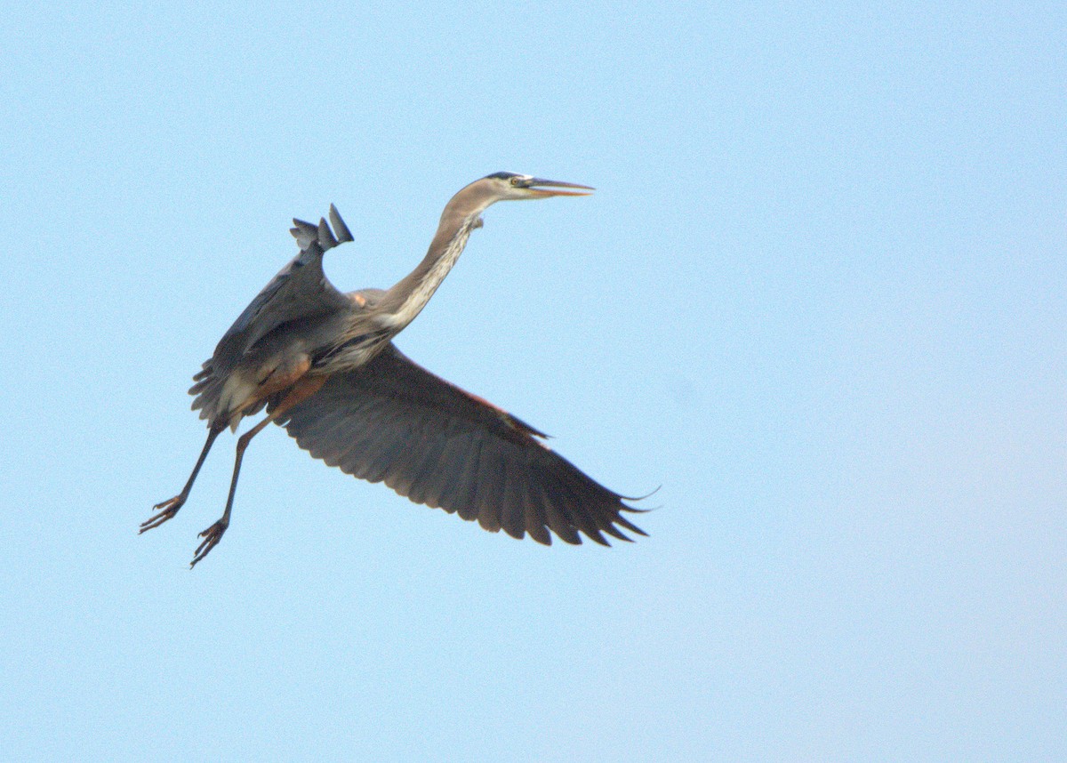 Great Blue Heron - ML614788076