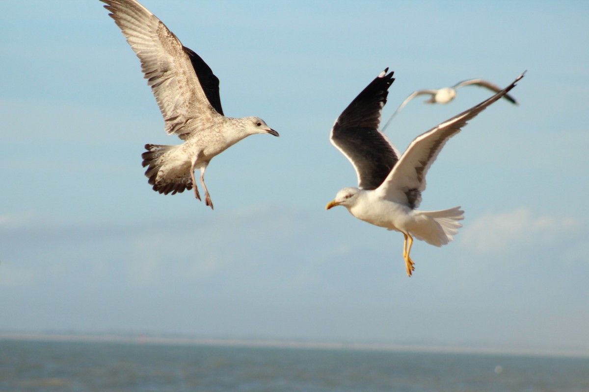 Gaviota Sombría - ML614788097