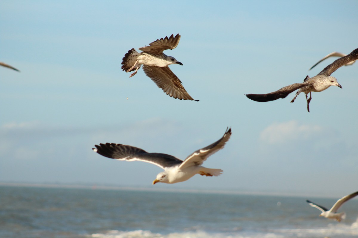 Lesser Black-backed Gull - ML614788100