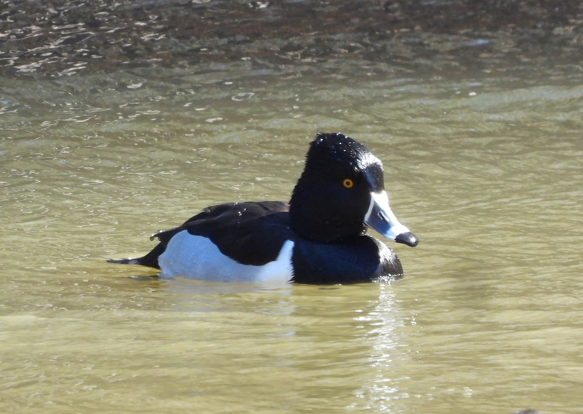 Ring-necked Duck - ML614788103