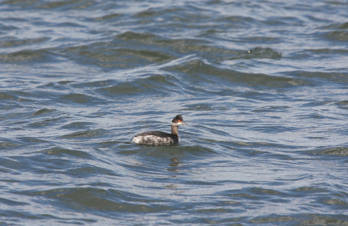 Eared Grebe - ML614788137