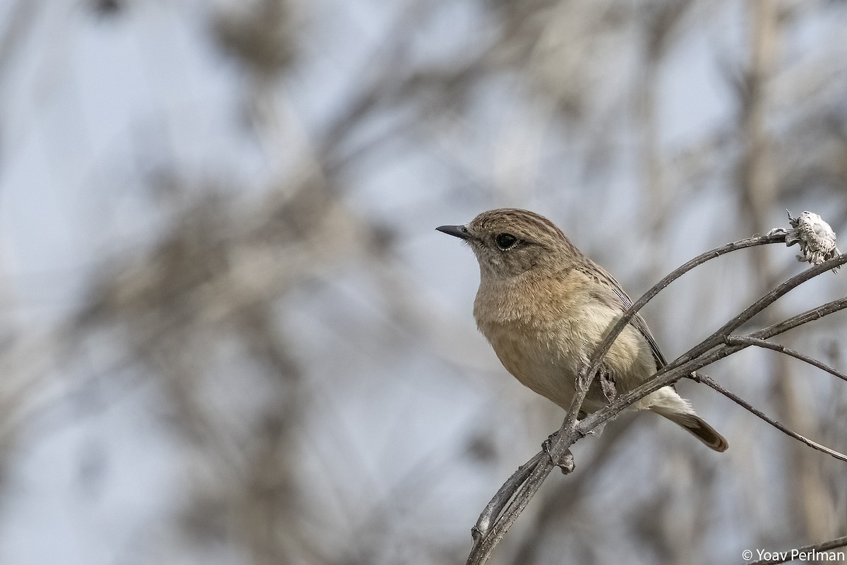 Siberian Stonechat - Yoav Perlman