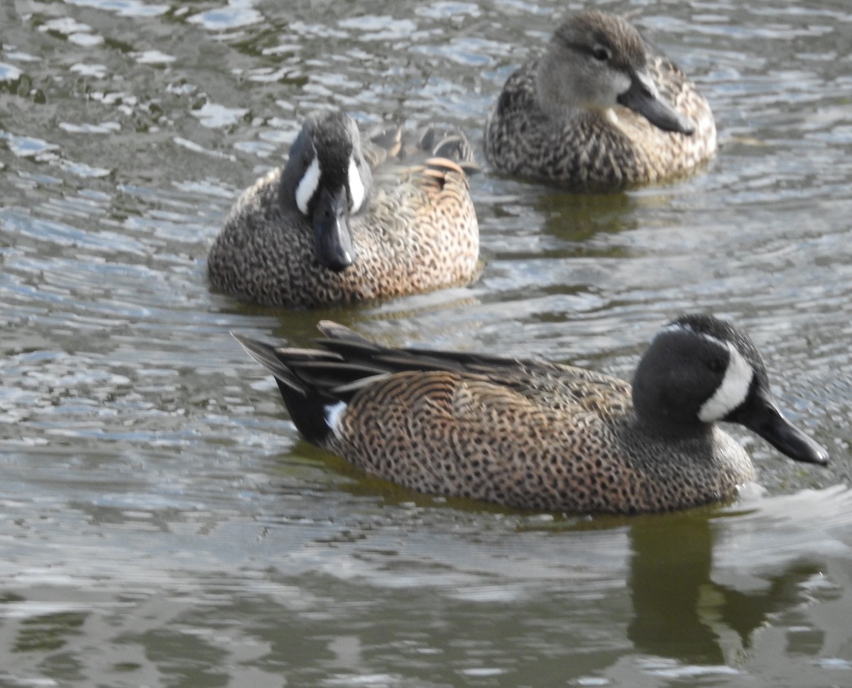 Blue-winged Teal - shael steinberg