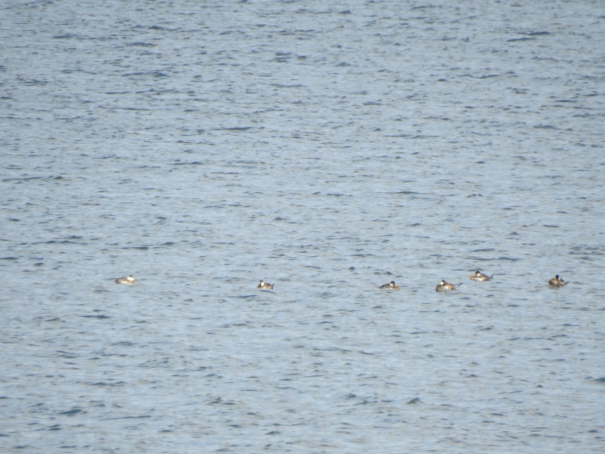 Ruddy Duck - ML614788208