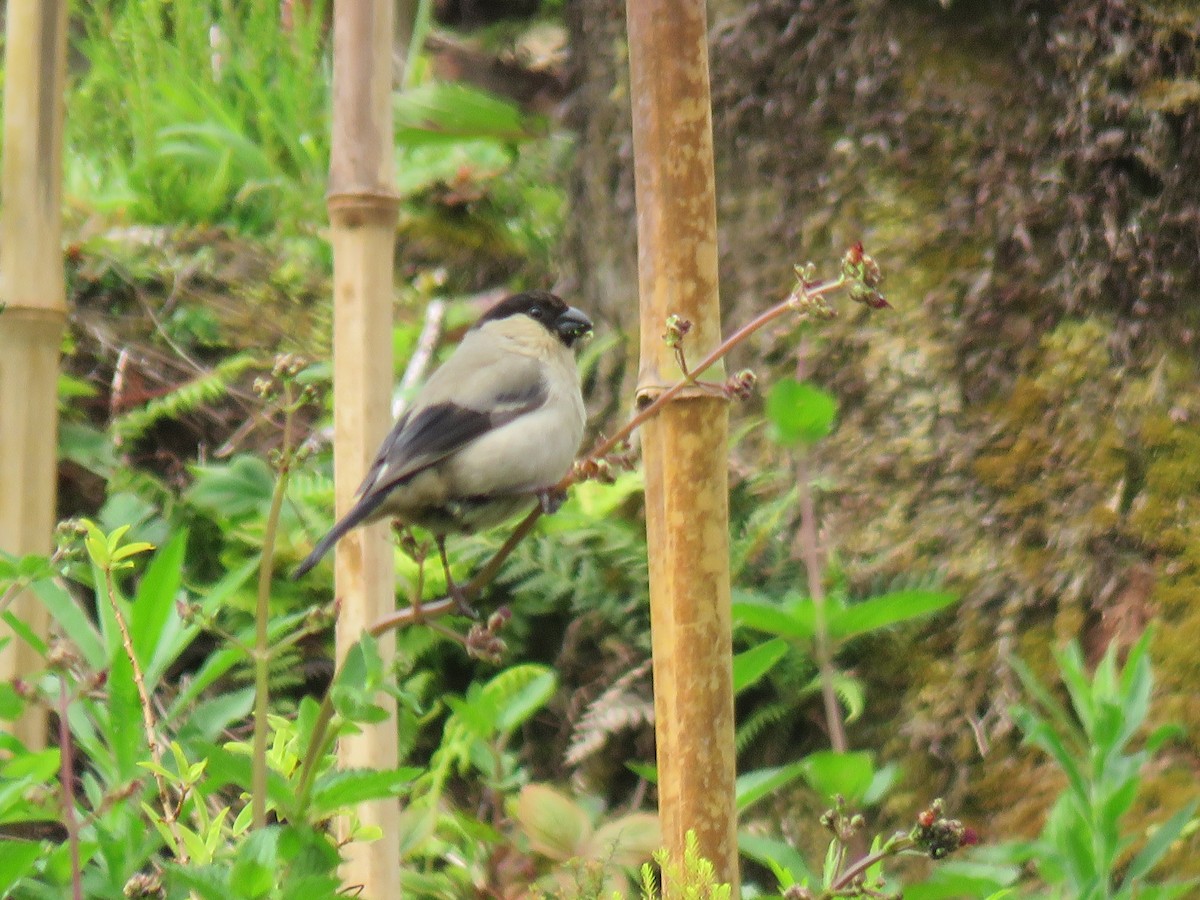 Azores Bullfinch - ML61478821