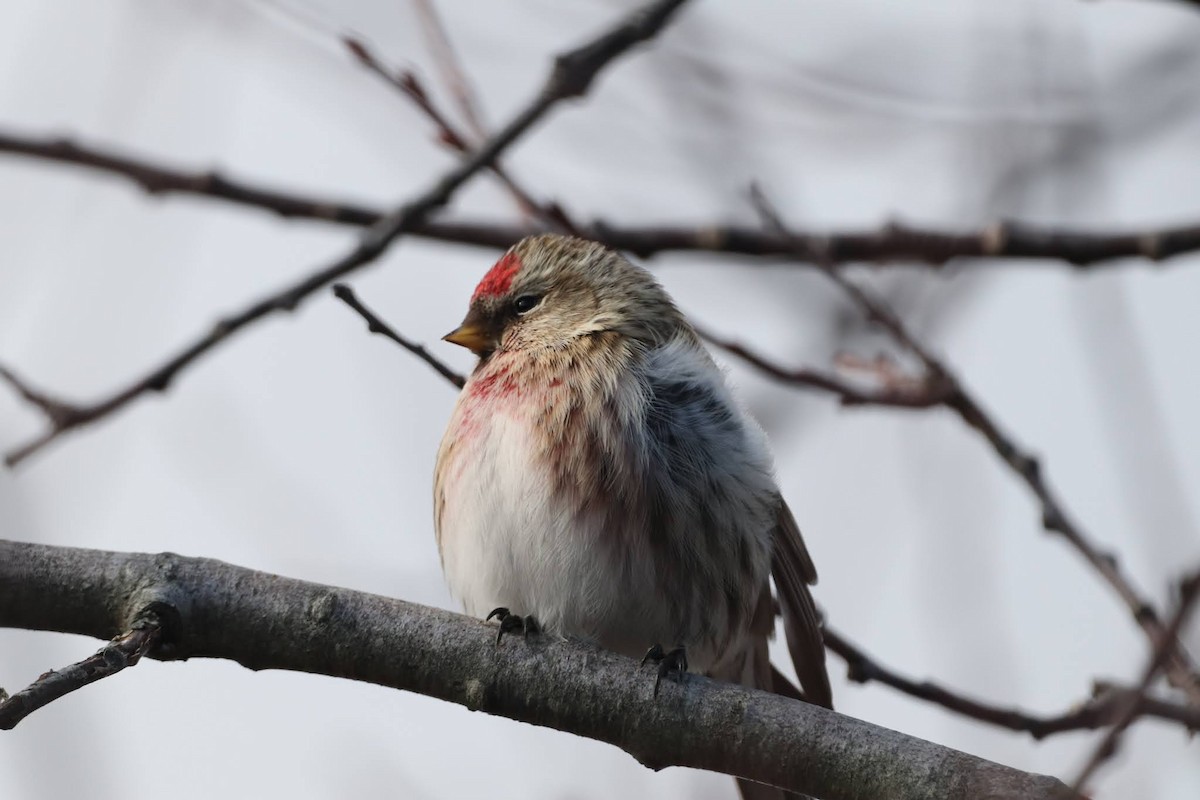 Common Redpoll - ML614788212