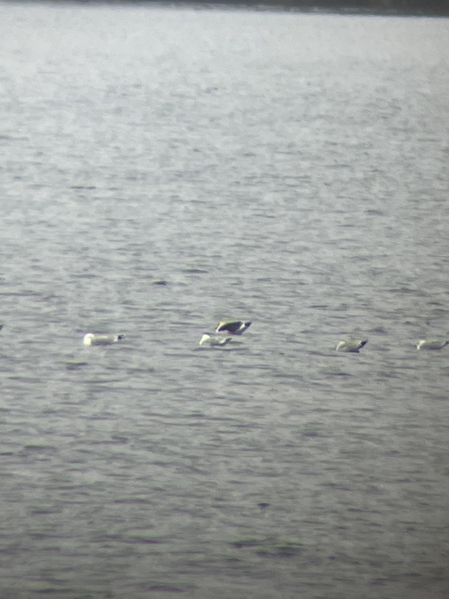 Lesser Black-backed Gull - ML614788231