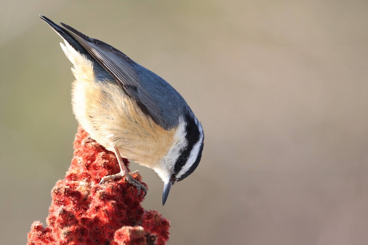 Red-breasted Nuthatch - ML614788233