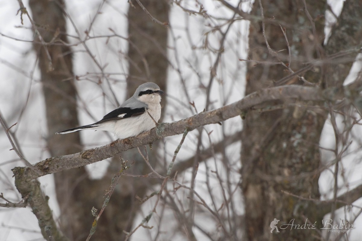 Northern Shrike - ML614788234