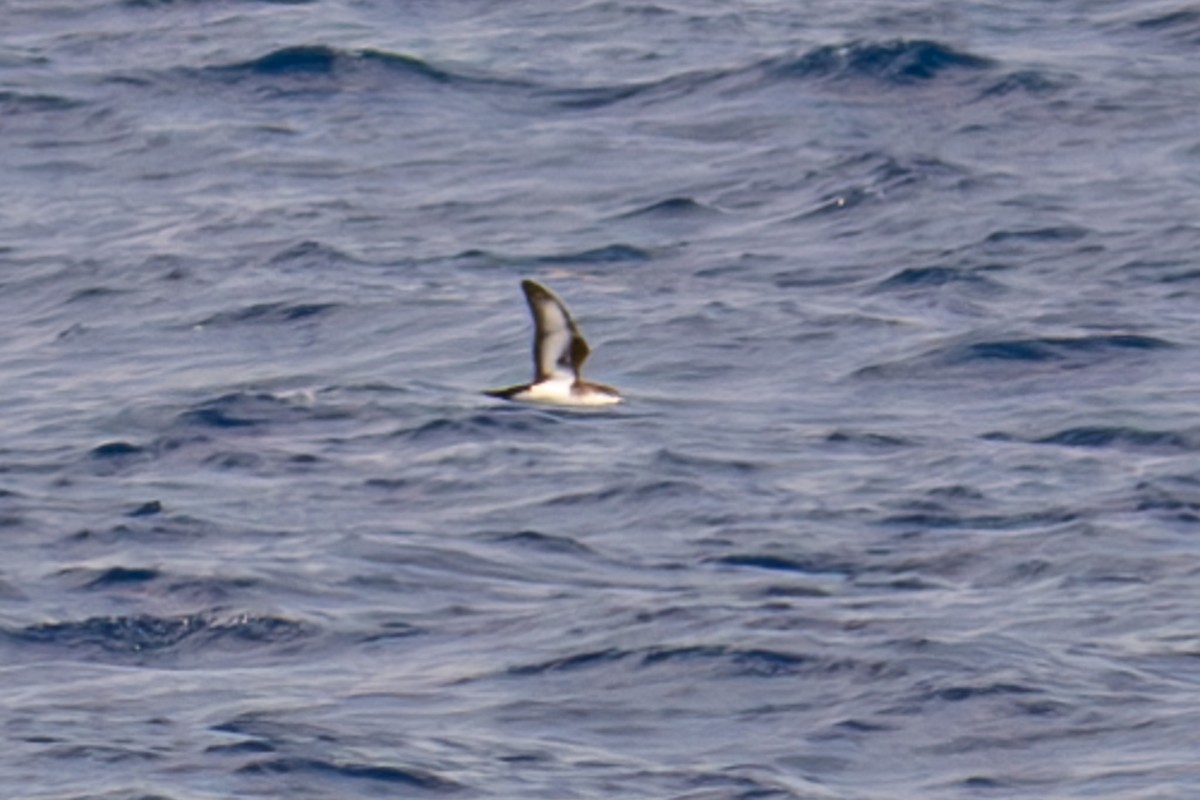 Audubon's Shearwater - Tanya Smythe