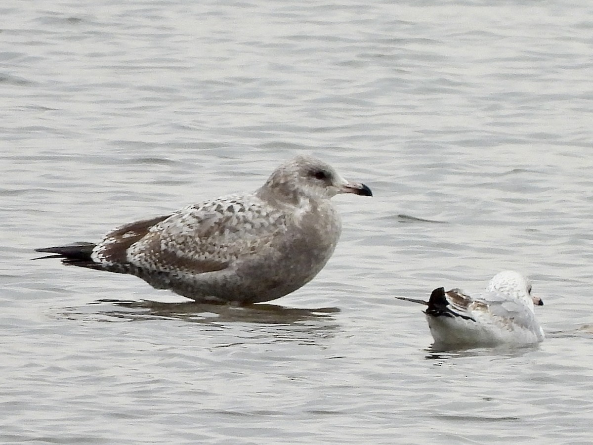 Herring Gull - ML614788254