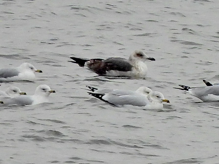 Gaviota Sombría - ML614788327