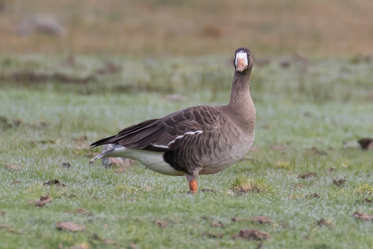 Greater White-fronted Goose - ML614788328