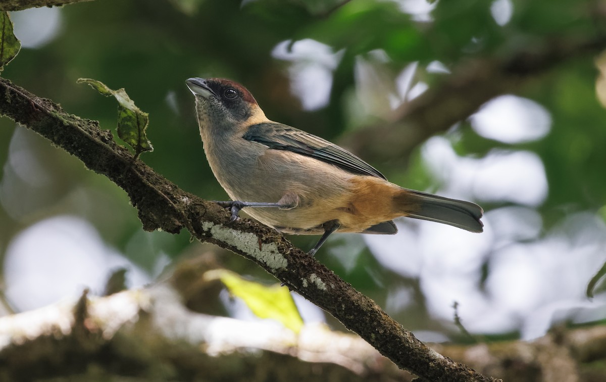 Lesser Antillean Tanager (Grenada) - Mike Edgecombe