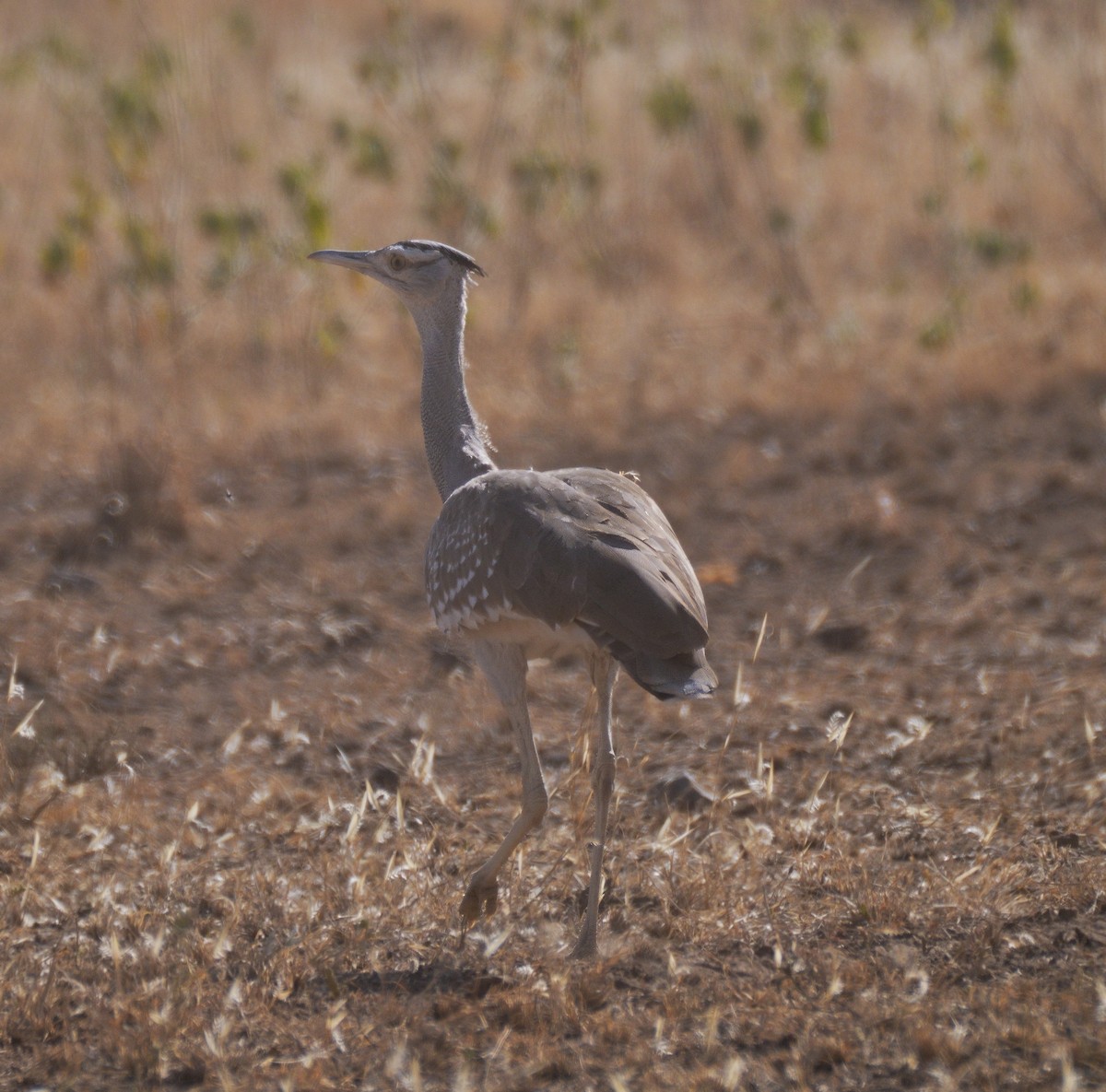 Arabian Bustard - ML614788391