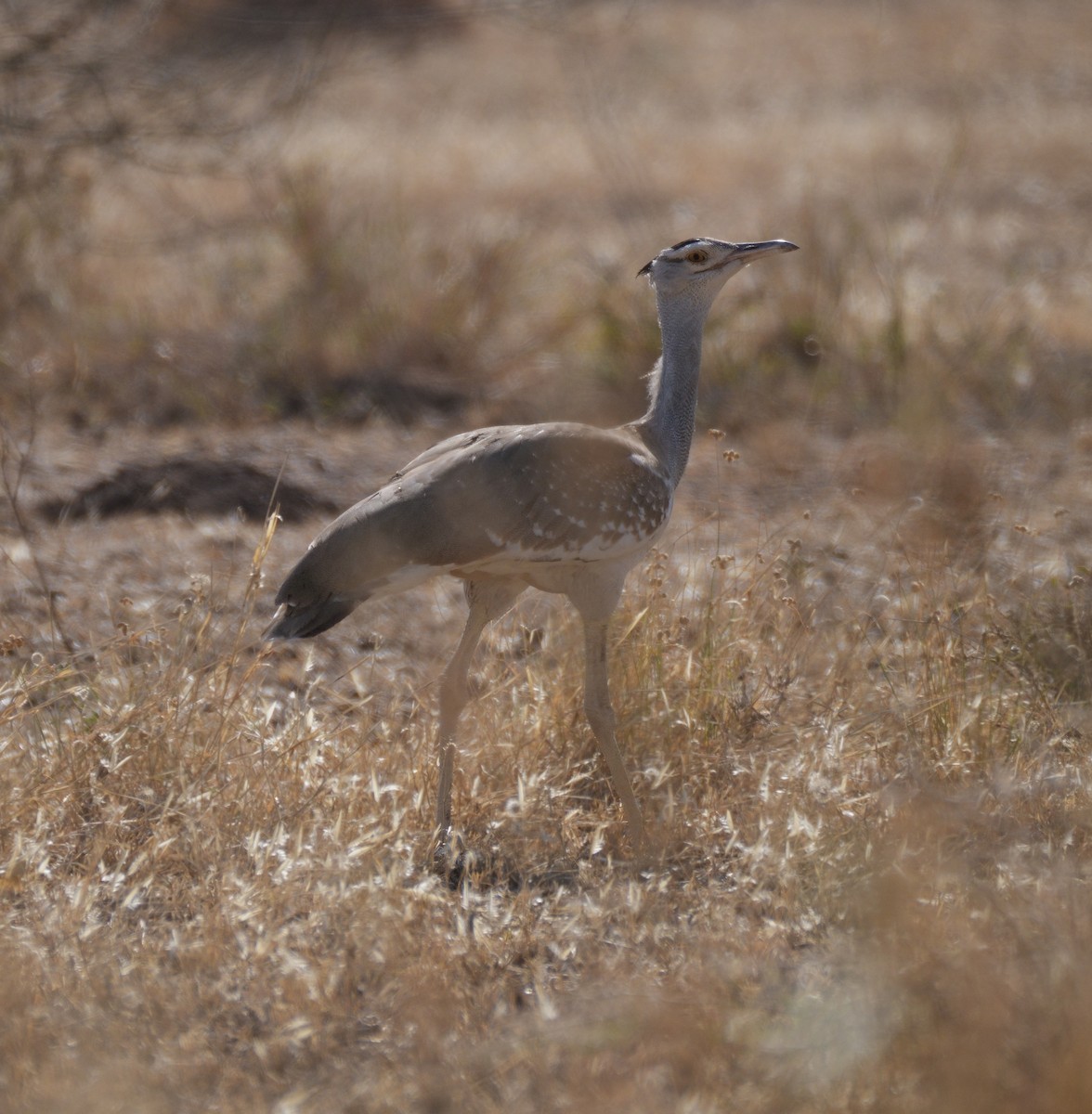 Arabian Bustard - ML614788392