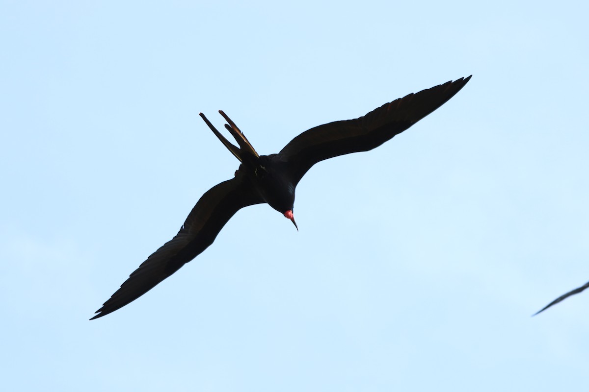 Magnificent Frigatebird - Carla Calamari