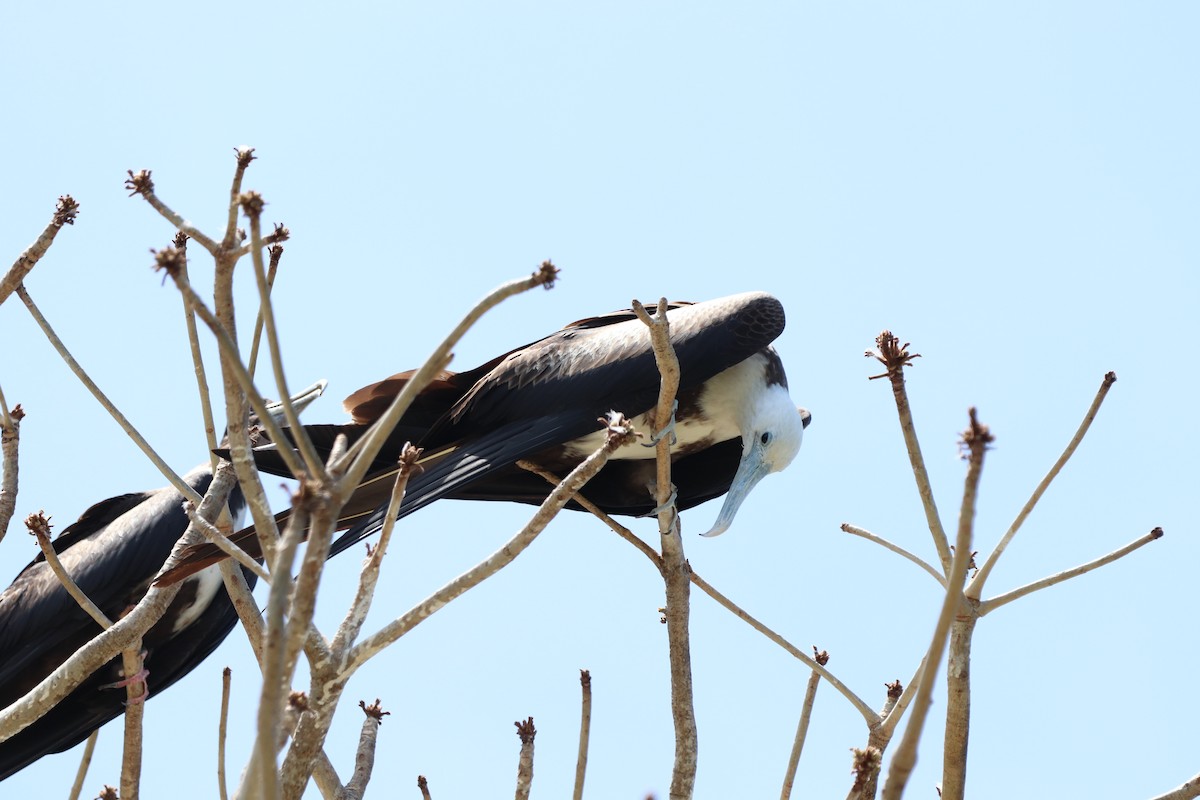 Magnificent Frigatebird - Carla Calamari