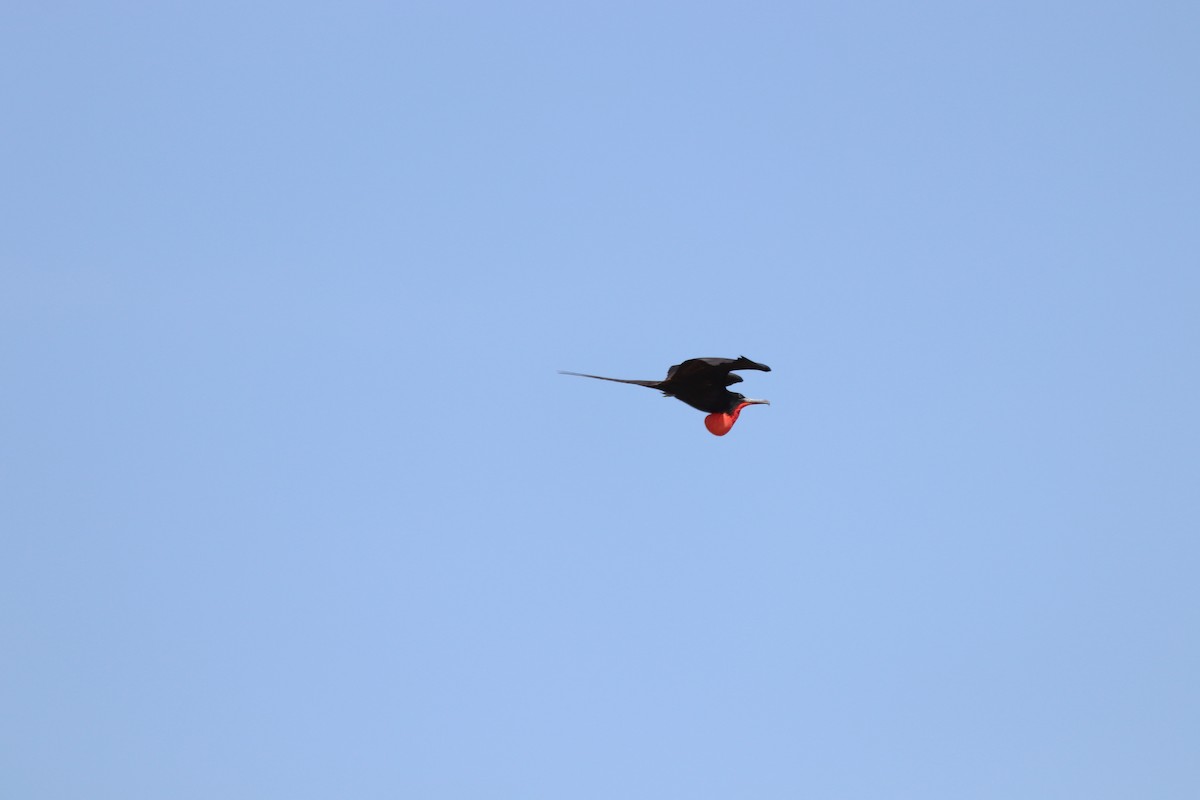 Magnificent Frigatebird - ML614788410