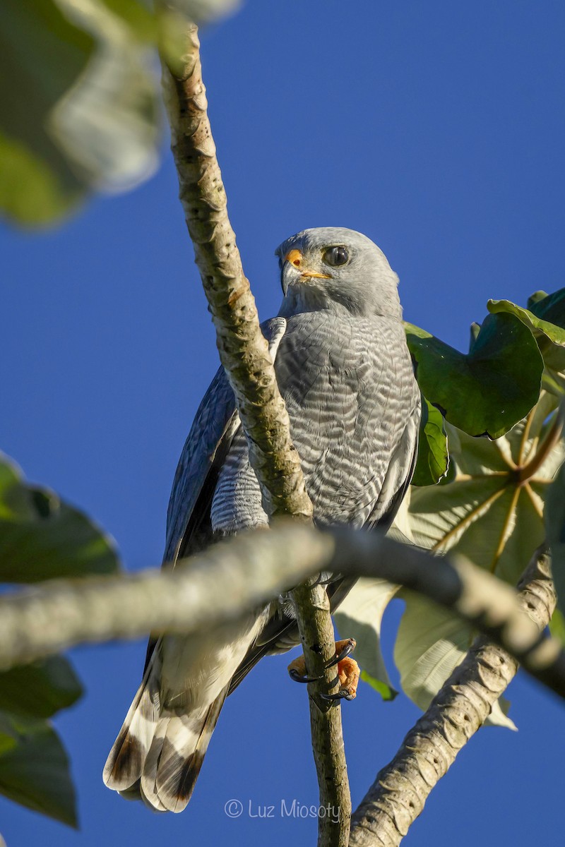 Gray Hawk - ML614788426