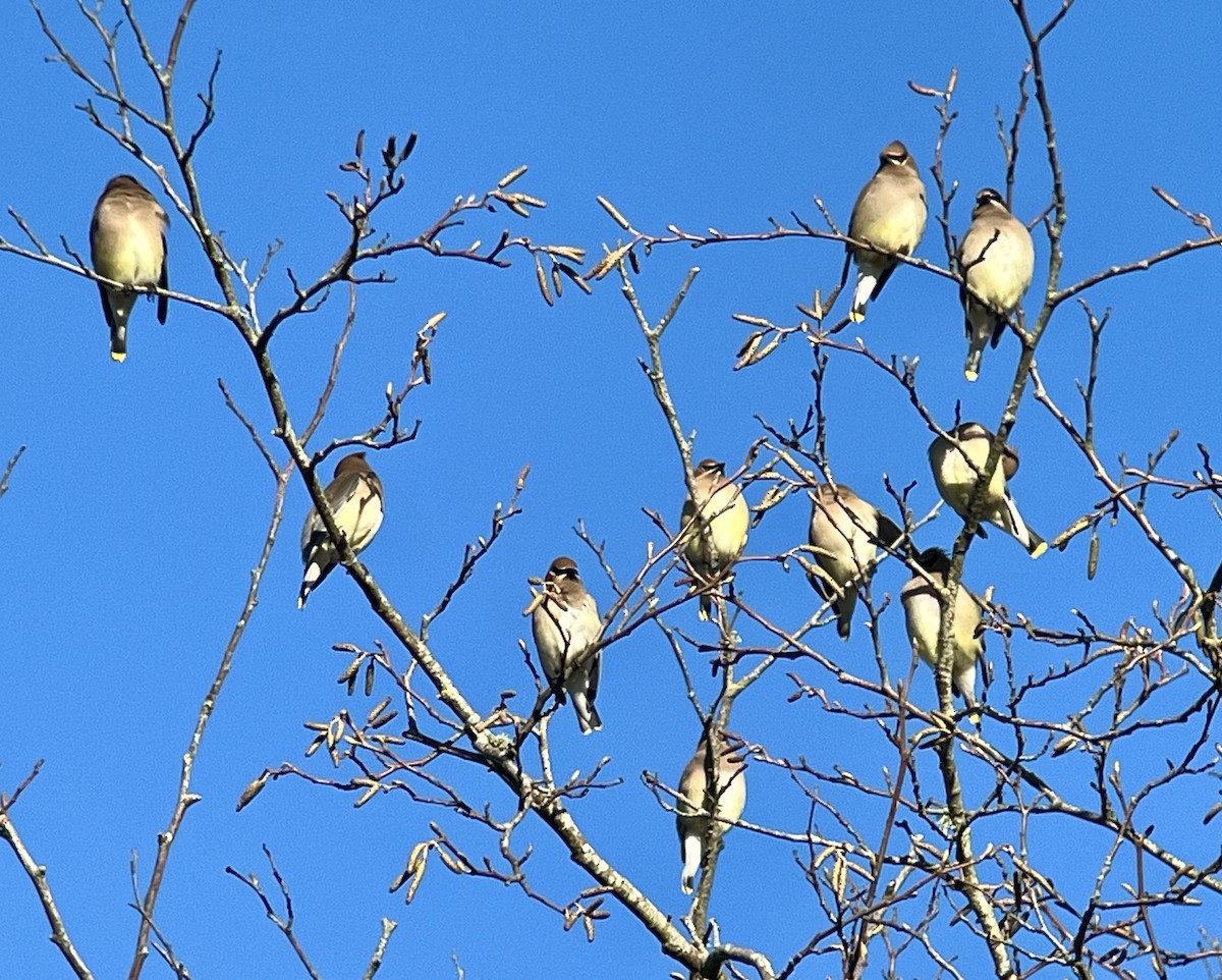 Cedar Waxwing - ML614788428