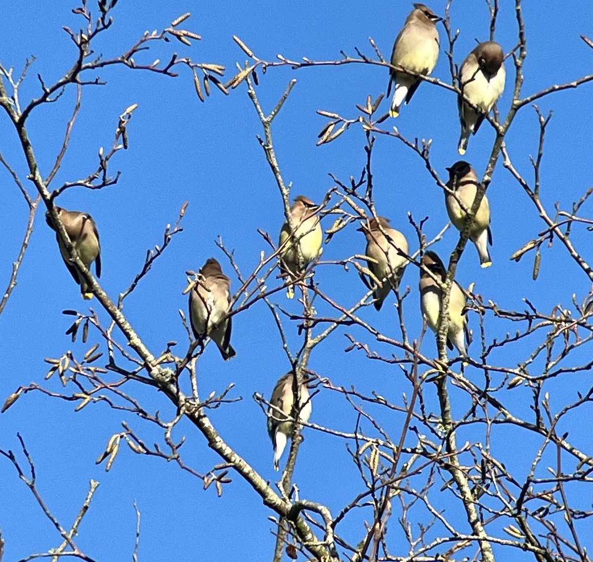 Cedar Waxwing - ML614788429