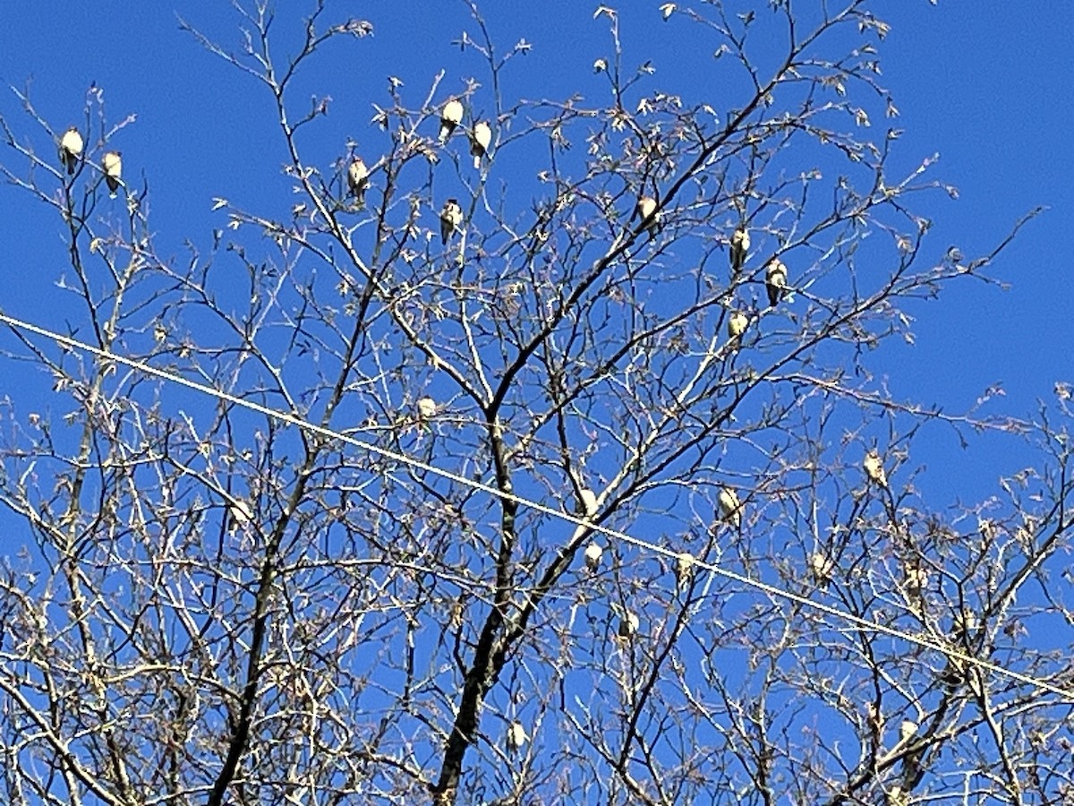 Cedar Waxwing - ML614788430