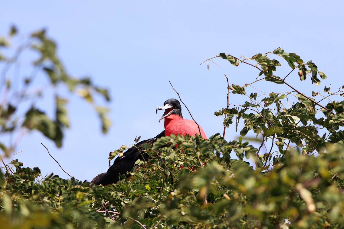 Magnificent Frigatebird - ML614788441