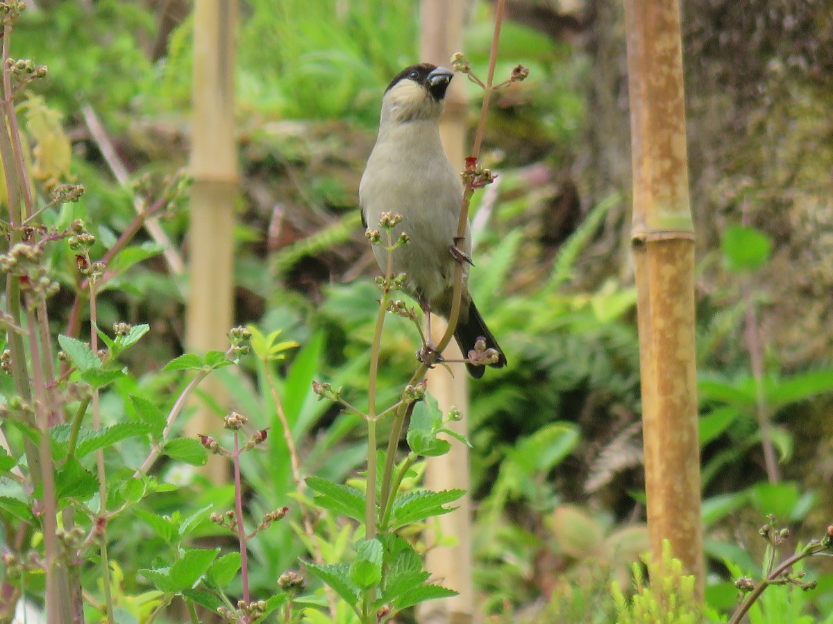 Azores Bullfinch - ML61478851