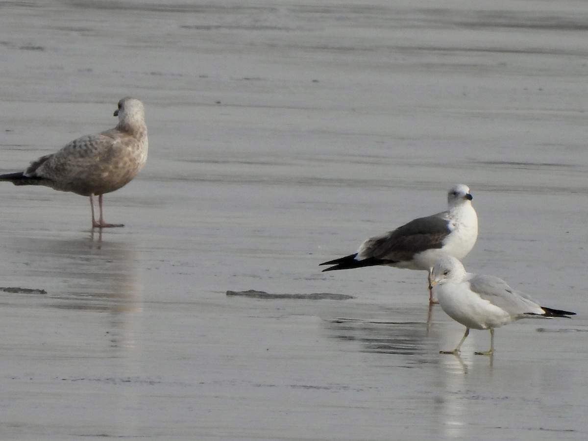 Gaviota Sombría - ML614788519