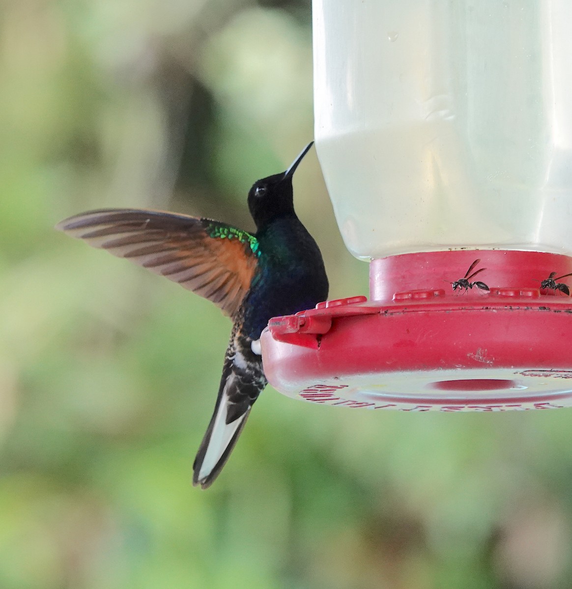 kolibřík hyacintový - ML614788524