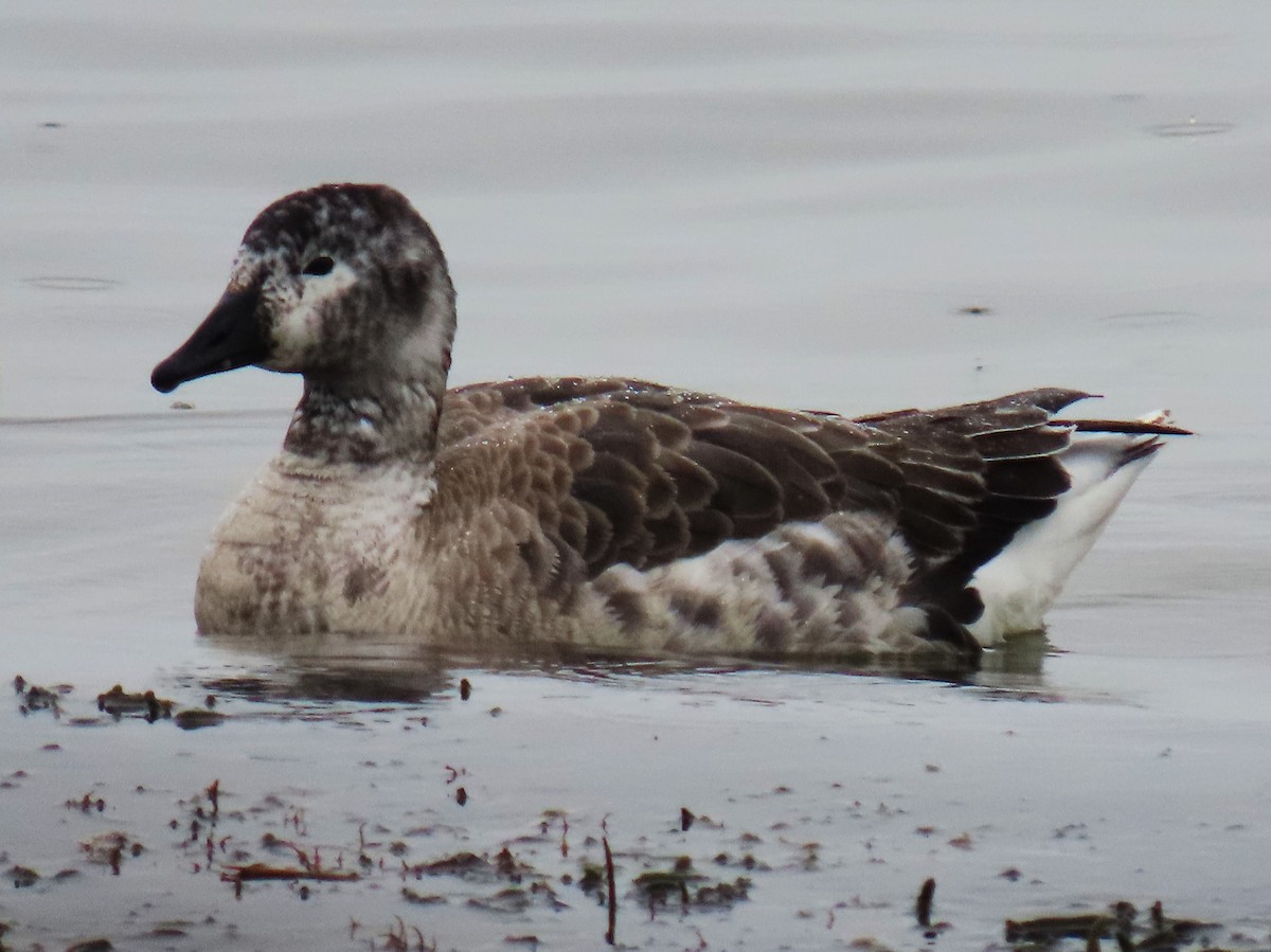 Snow Goose x Brant (hybrid) - Jim Sweeney