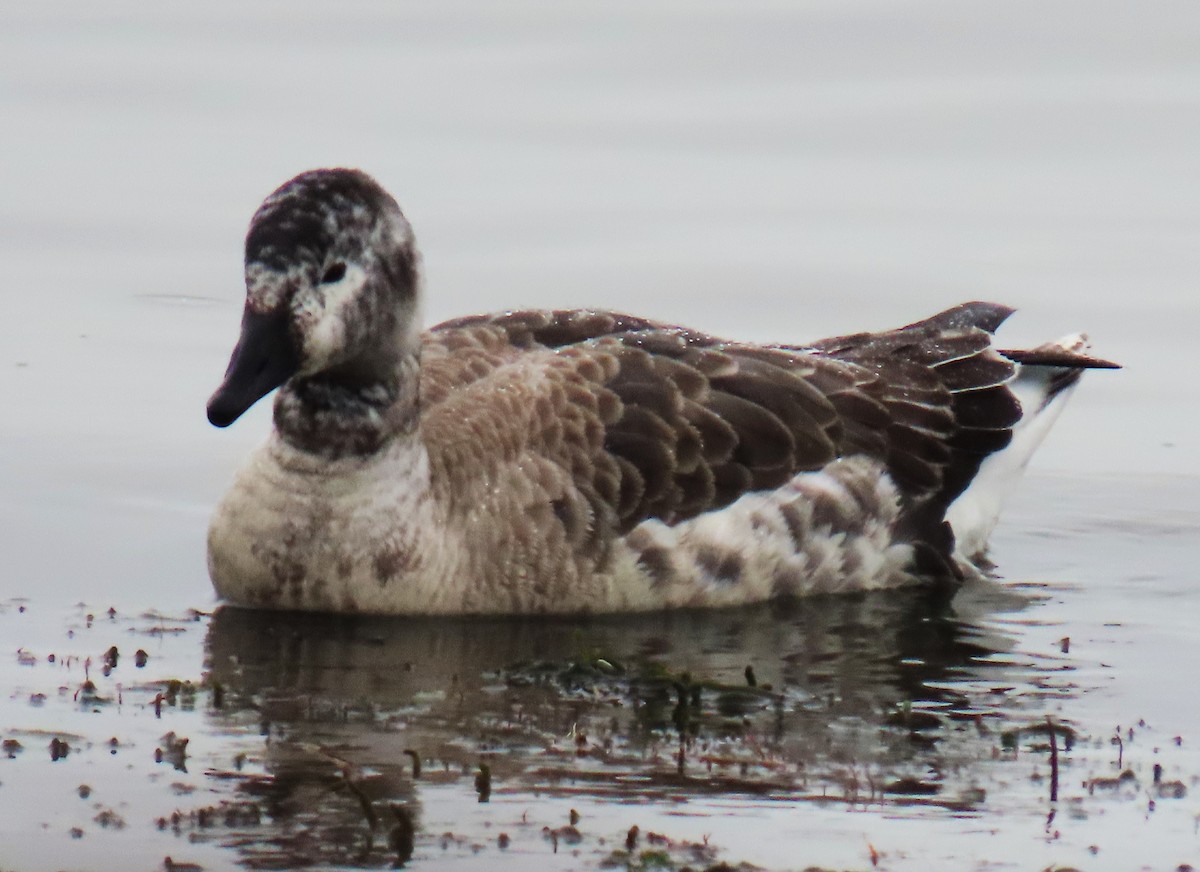 Snow Goose x Brant (hybrid) - Jim Sweeney