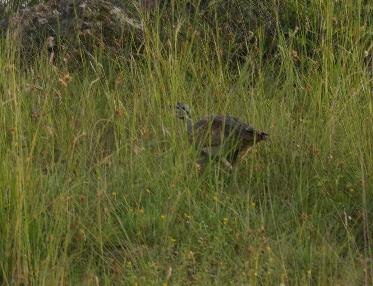 White-bellied Bustard - ML614788594