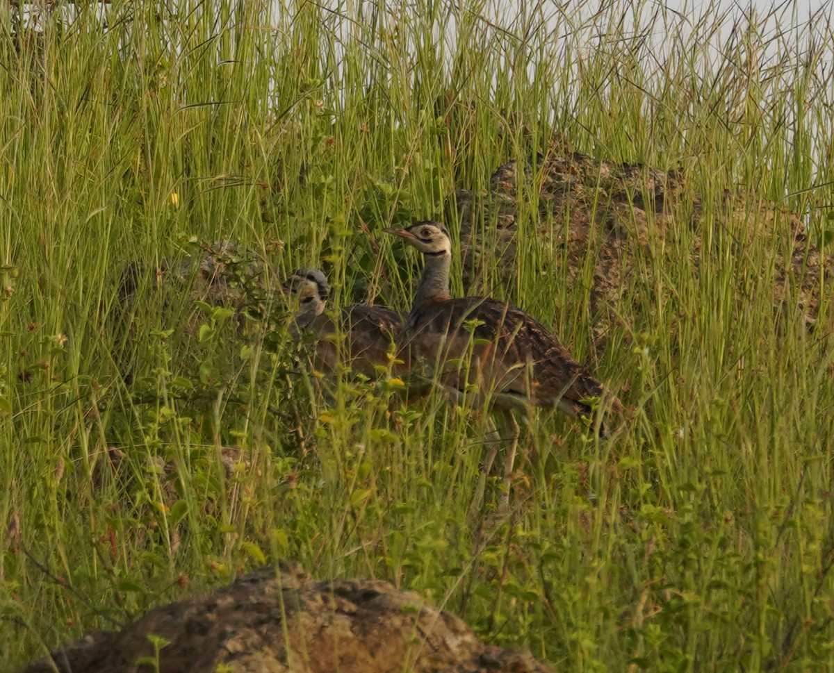 White-bellied Bustard - ML614788595